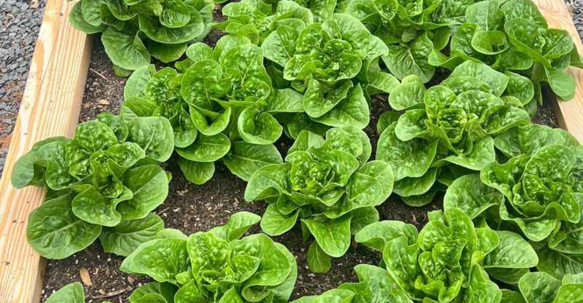 Fast-Growing Veggies for Your June Garden: Harvest Fresh Produce Soon