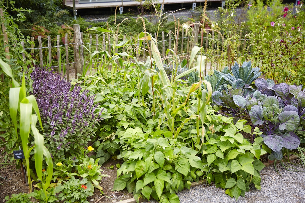 Why June is the Perfect Time to Plant Your Garden (and What to Grow)
